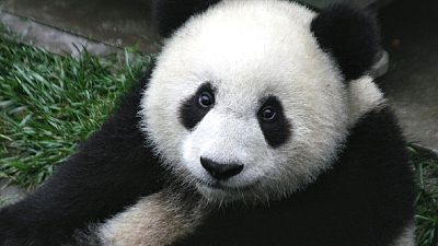 Panda/Arşiv