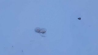 Helikopter-Rettung: Kletterer befreien norwegische Schafe aus dem Schnee