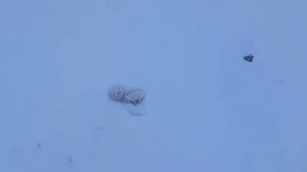 Helikopter-Rettung: Kletterer befreien norwegische Schafe aus dem Schnee Helikopter-Rettung: Kletterer befreien norwegische Schafe aus dem Schnee