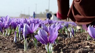 خیز چین برای ورود به تولید گلخانه‌ای زعفران