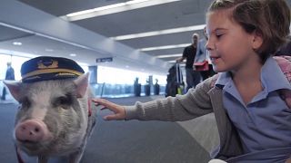 Lilou, le "cochon de thérapie" qui rassure les passagers avant de prendre l'avion