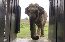 A new EU-wide approach is needed to help wildlife rescue services at breaking point ǀ View