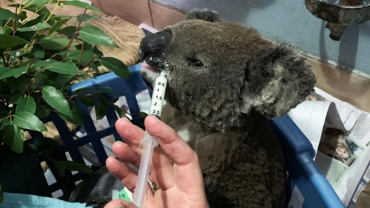 Un koala salvato dagli incendi e curato al Port Macquarie Koala Hospital. 