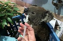 Un koala salvato dagli incendi e curato al Port Macquarie Koala Hospital. 