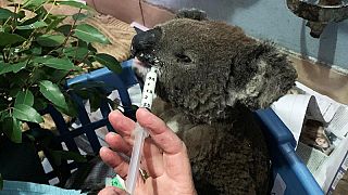 Un koala salvato dagli incendi e curato al Port Macquarie Koala Hospital. 