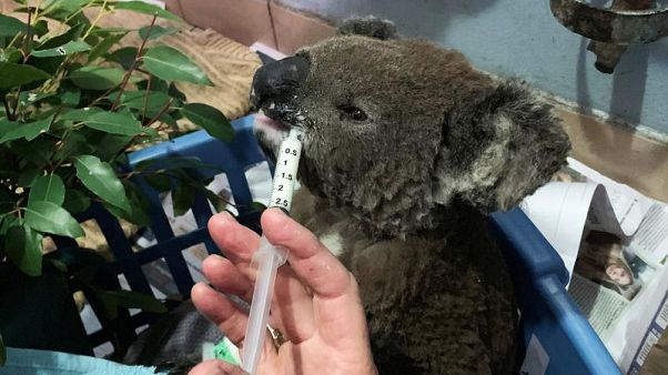 Un koala salvato dagli incendi e curato al Port Macquarie Koala Hospital. Un koala salvato dagli incendi e curato al Port Macquarie Koala Hospital.