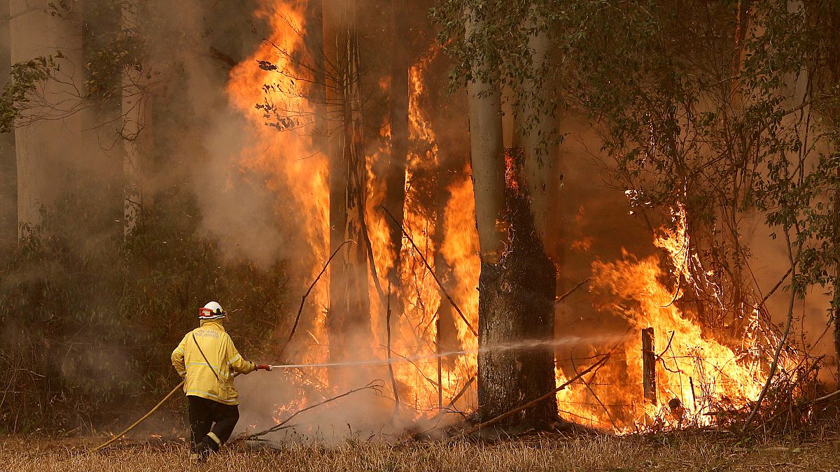 Avustralya'da orman yangınlarının bilançosu artıyor: 3 kişi ve en az 350 koala öldü