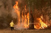 Avustralya'da orman yangınlarının bilançosu artıyor: 3 kişi ve en az 350 koala öldü