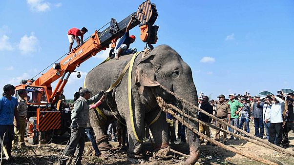 Un nouveau "ben Laden" - un éléphant ! - traqué pendant des jours en Inde Un nouveau "ben Laden" - un éléphant ! - traqué pendant des jours en Inde