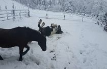 En Autriche, les chevaux profitent de la neige