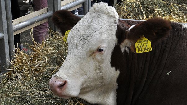 Meglettek a szeptemberi hurrikánban eltűnt tehenek Meglettek a szeptemberi hurrikánban eltűnt tehenek