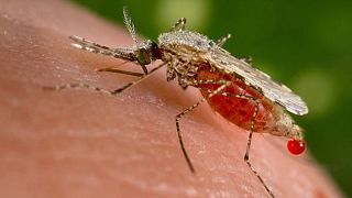 سازمان جهانی بهداشت: با پرتونگاری هسته‌ای، پشه‌ها را عقیم کنیم