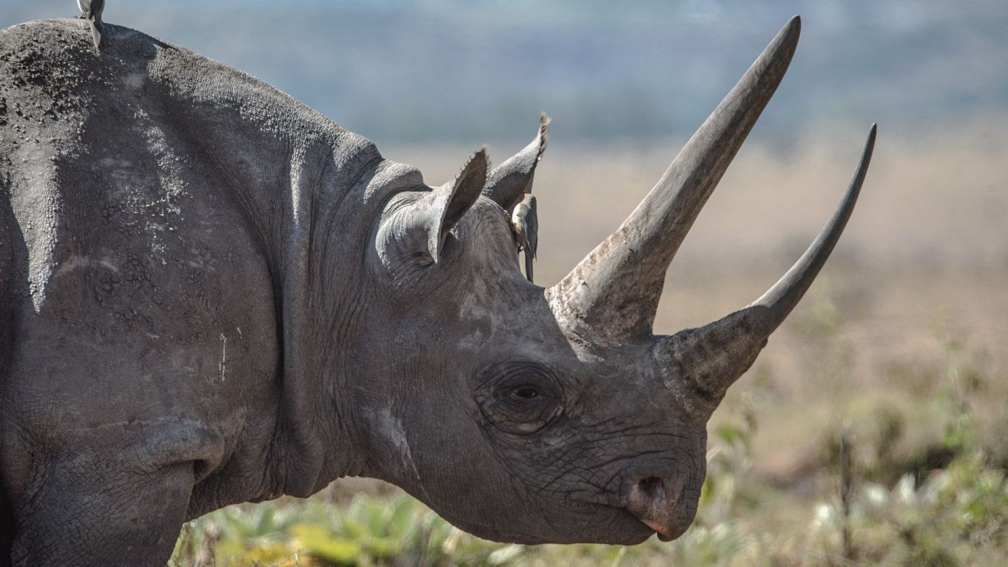 rhinoceros black