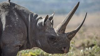 Black rhino