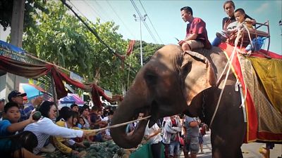 Банкет для слонов в Таиланде