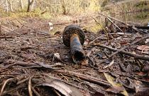 German children fish out WWII ammunition from pond