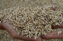 Türkiye'de buğday üretimi, tüketimi ne kadar karşılıyor?