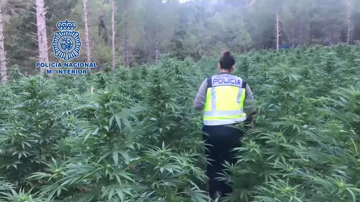 La policía española elimina un cultivo de 16.000 plantas de marihuana