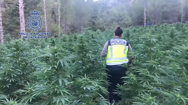 La policía española elimina un cultivo de 16.000 plantas de marihuana La policía española elimina un cultivo de 16.000 plantas de marihuana