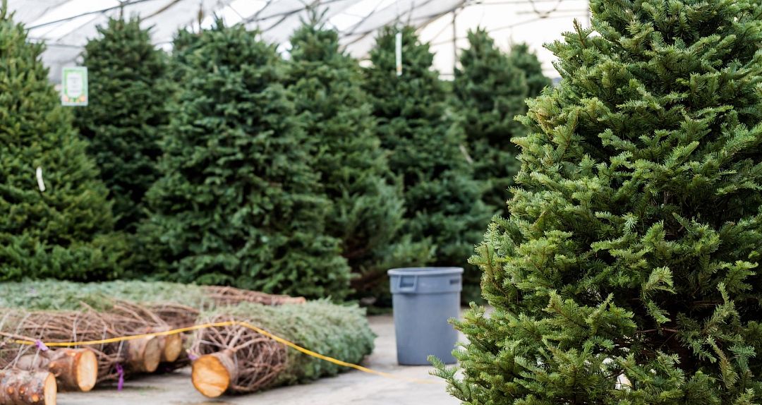 Are fake or real Christmas trees better for the environment? We asked