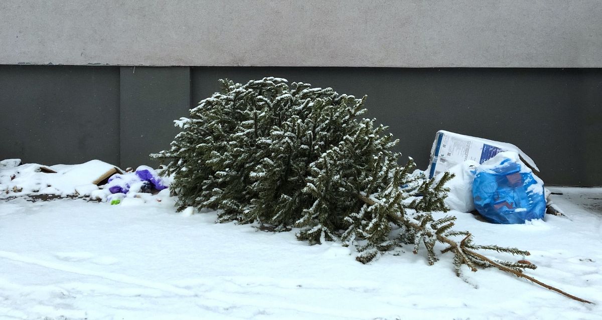 Are fake or real Christmas trees better for the environment? We asked