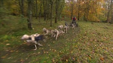 UK: Muddy conditions add to the fun for dry-land dogsledders