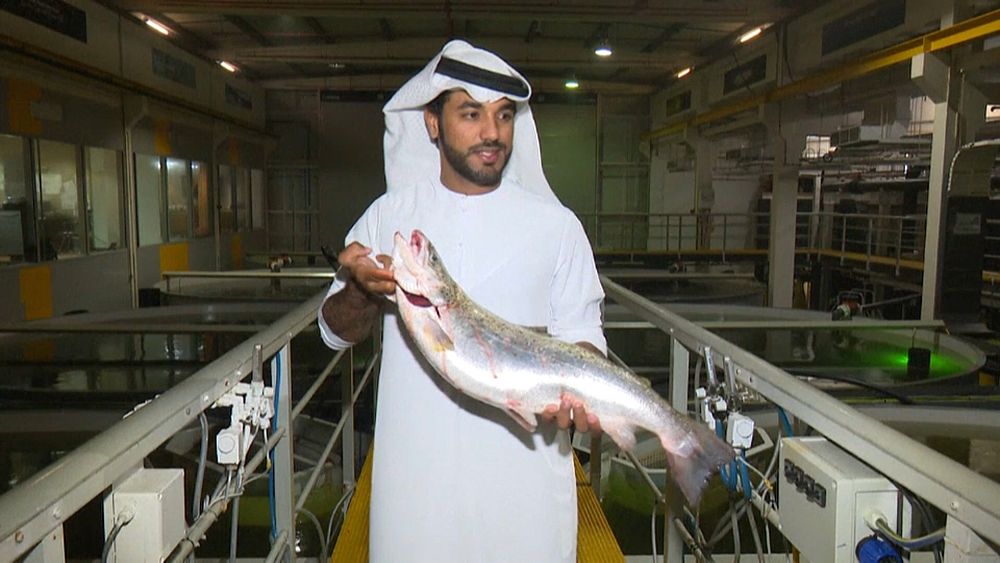 شاهد: مزارع لسمك السلمون في صحراء دبي   Euronews
