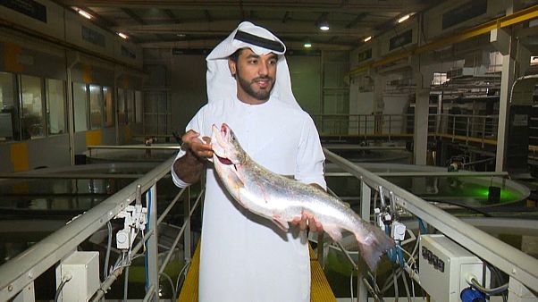 شاهد: مزارع لسمك السلمون في صحراء دبي شاهد: مزارع لسمك السلمون في صحراء دبي