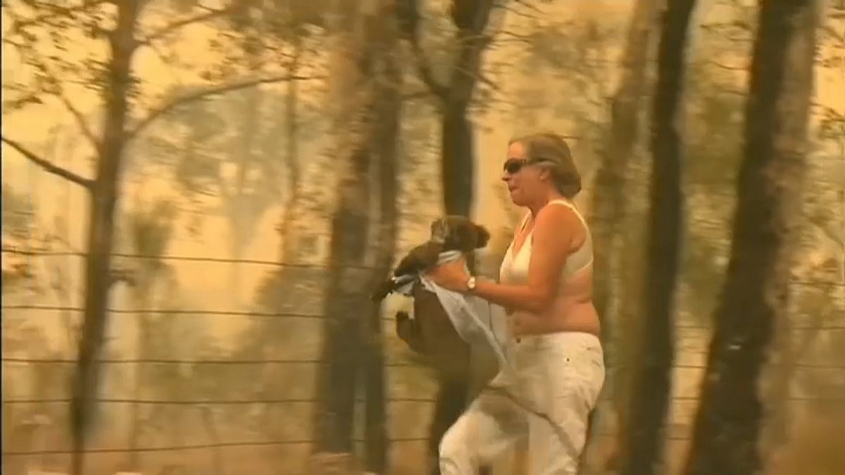 شاهد: أسترالية تخاطر بحياتها لإنقاذ كوالا من النيران المشتعلة
