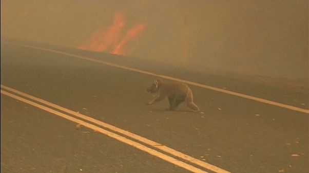 Les koalas, premières victimes des feux de brousse australiens Les koalas, premières victimes des feux de brousse australiens