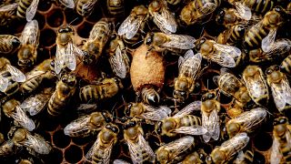 Válságban az európai méhészet