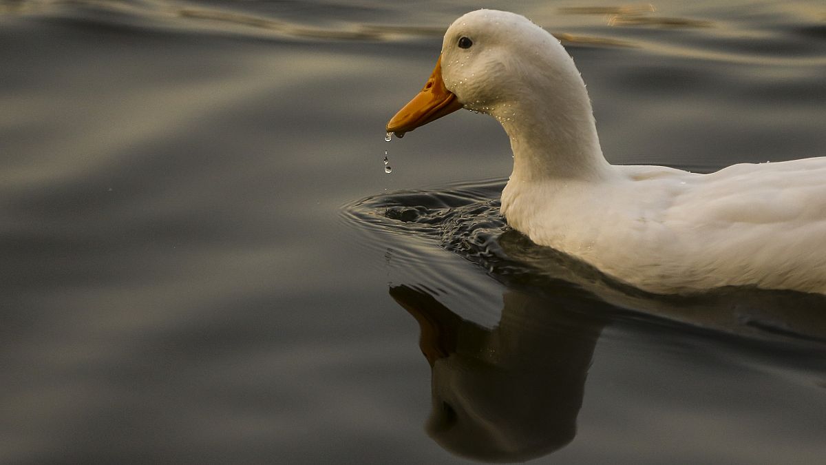 Fransız komşuların 'gürültücü ördek' davasında karar açıklandı