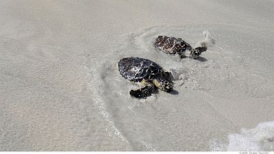 Dubai’s best wildlife experiences Dubai’s best wildlife experiences