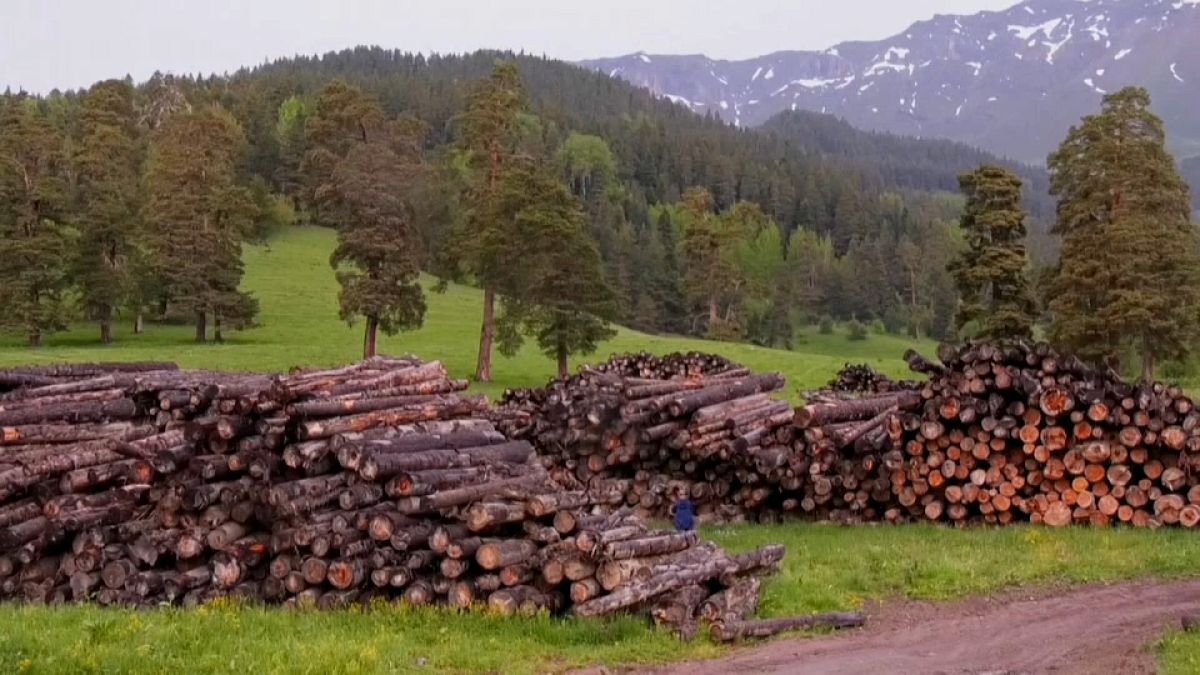 Impotencia ante la devastadora deforestación del Cáucaso ruso