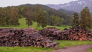 Спасти леса Кавказа