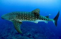 Balina köpekbalıkları ve vatozlar her gün yüzlerce parça plastik yutuyor