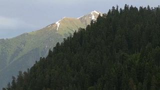 Les forêts caucasiennes menacées par les activités humaines