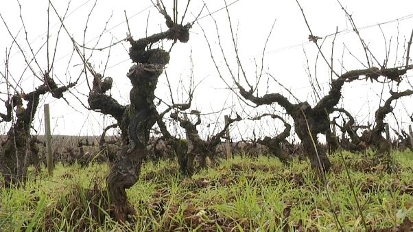 Besorgte Beaujolais-Winzer: Frost im Frühling sorgt für schlechte Weinernte Besorgte Beaujolais-Winzer: Frost im Frühling sorgt für schlechte Weinernte