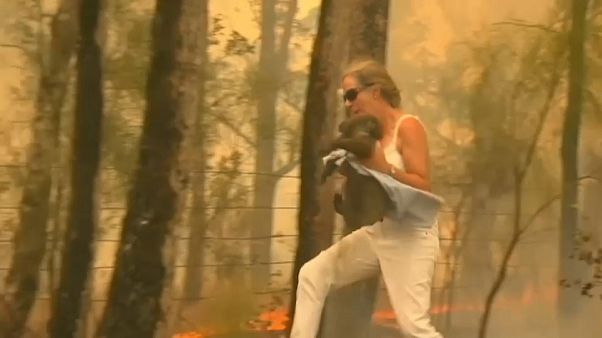 Incêndios florestais colocam Austrália sob alerta Incêndios florestais colocam Austrália sob alerta