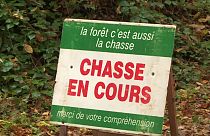 Des chiens tuent une femme en France, le conjoint accuse une chasse à courre