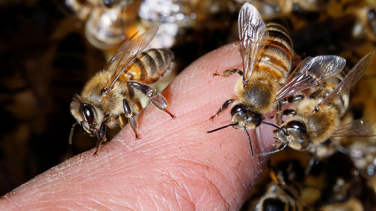 A méhek kipusztulása ellen küzd egy új európai egyesület