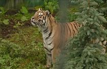 Watch: Tigers freed from truck taste outdoor lifestyle at Polish zoo