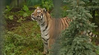 Watch: Tigers freed from truck taste outdoor lifestyle at Polish zoo