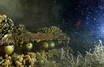 Des obus découverts dans le lac Léman