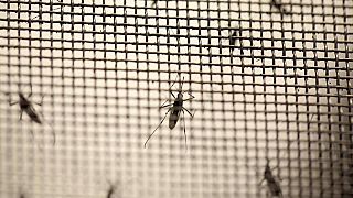 Doğaya salınmayı bekleyen sivrisinekler