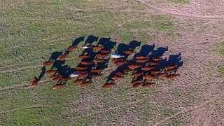 Cows running wild and free in a field in the UK.