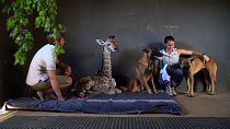 La Giraffa accudita dal cane: è l'amicizia bellezza