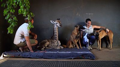 Kutya vigyáz az árva zsiráflányra