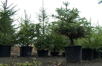 Ёлка напрокат: и живая, и выбрасывать не надо