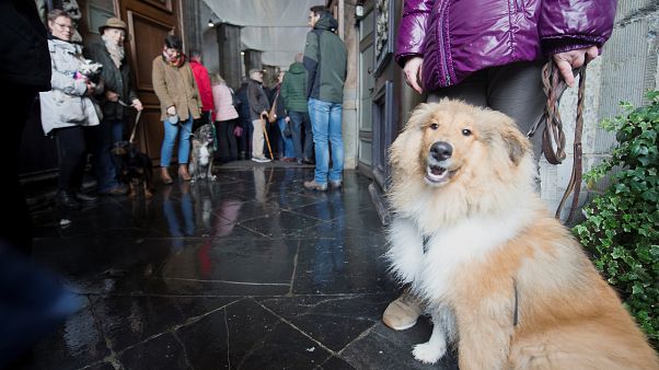 köpek ve insanlar köpek ve insanlar